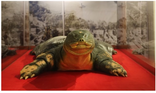 The Hoan Kiem Turtle is one of the most revered creatures in Vietnamese mythology.